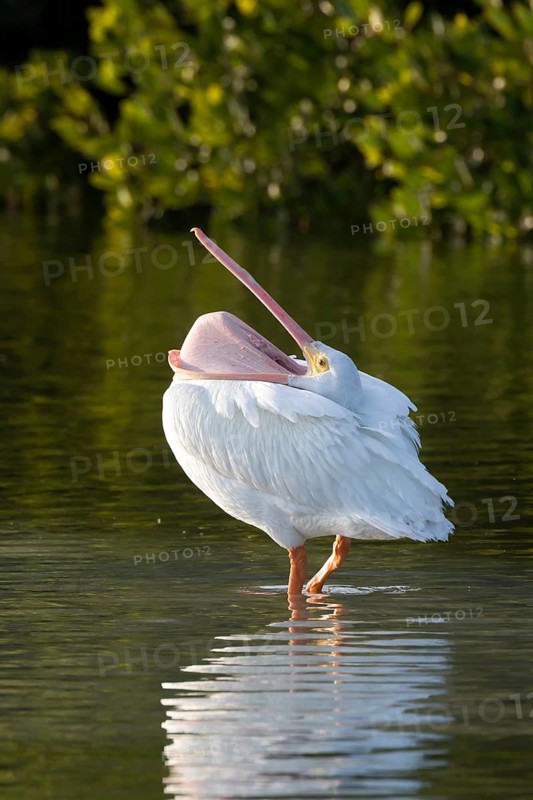 American White Pelican (Pelecanus erythrorhynchos) standing in water