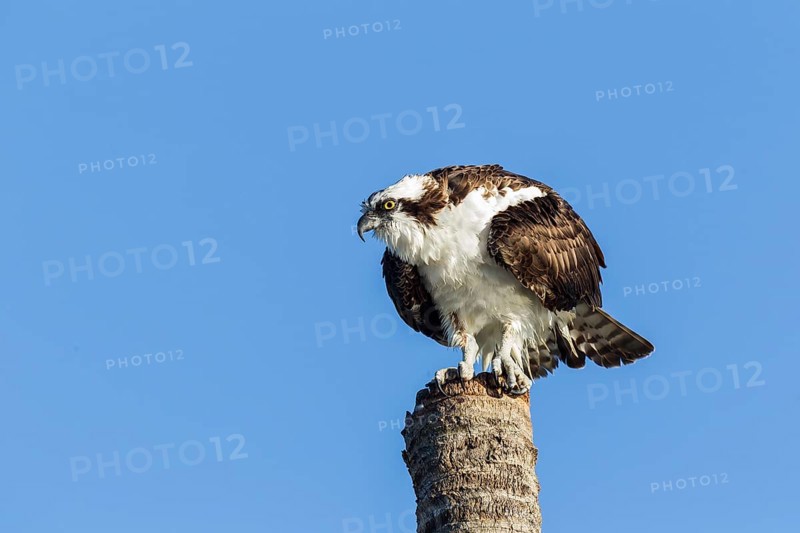 Osprey (Pandion haliaetus carolinensis) perched on palm trunk