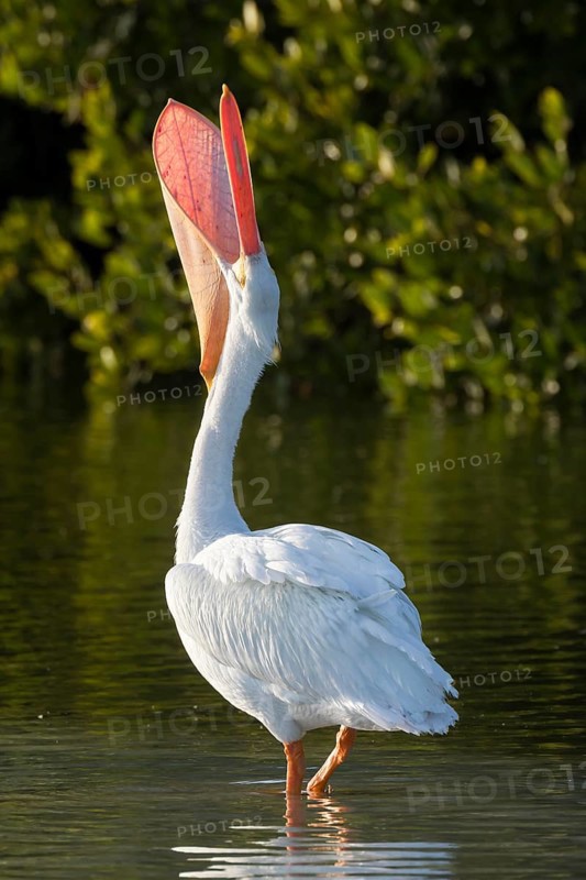 American white pelican (Pelecanus erythrorhynchos) with open beak