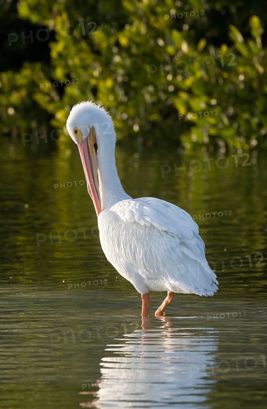 American white pelican (Pelecanus erythrorhynchos) preening feathers