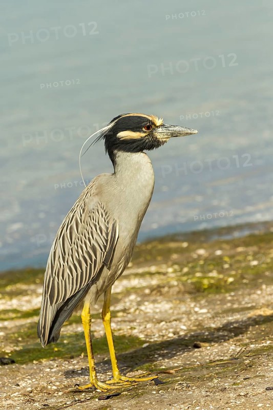 Yellow-crowned night heron (Nycticorax violaceus)