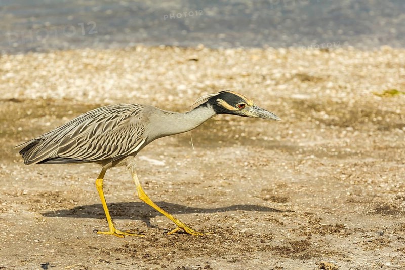 Yellow-crowned night heron (Nycticorax violaceus)