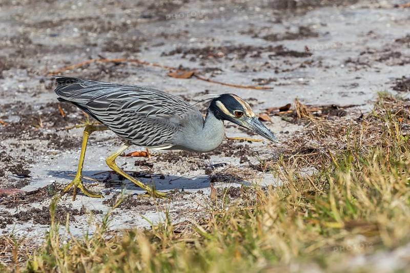 Yellow-crowned night heron (Nycticorax violaceus)
