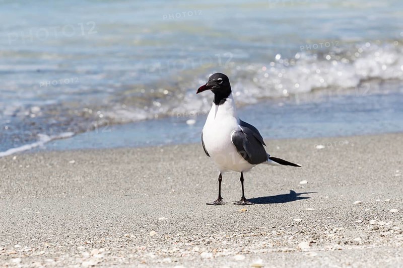 Laughing gull (Larus atricilla)