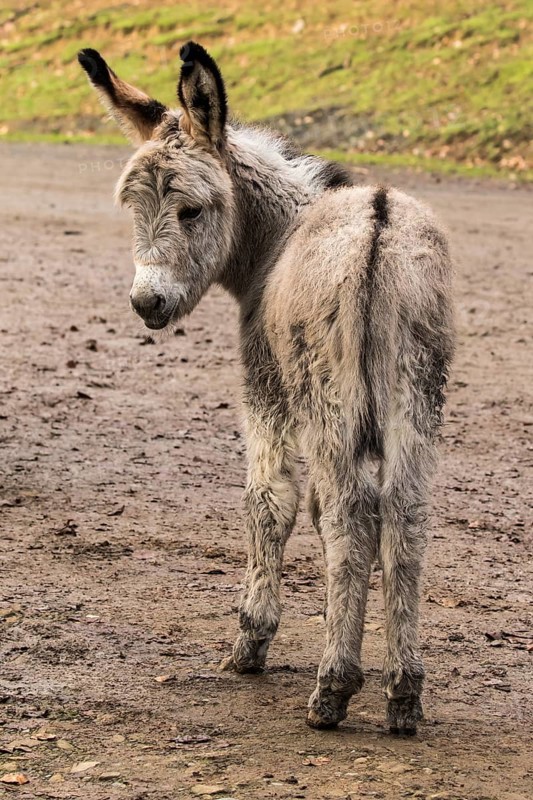 Thuringer Wald donkey (Equus asinus)