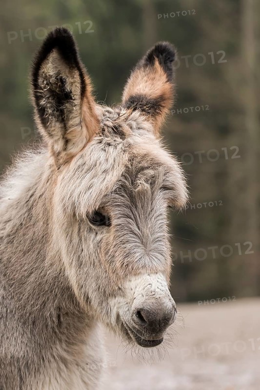 Thuringer Wald donkey (Equus asinus)