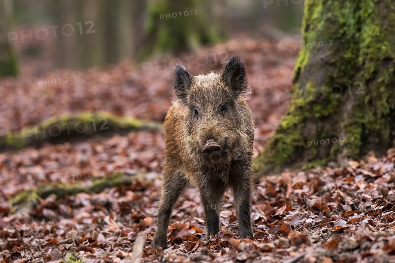 Wild boar