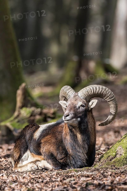 European mouflon (Ovis orientalis musimon)