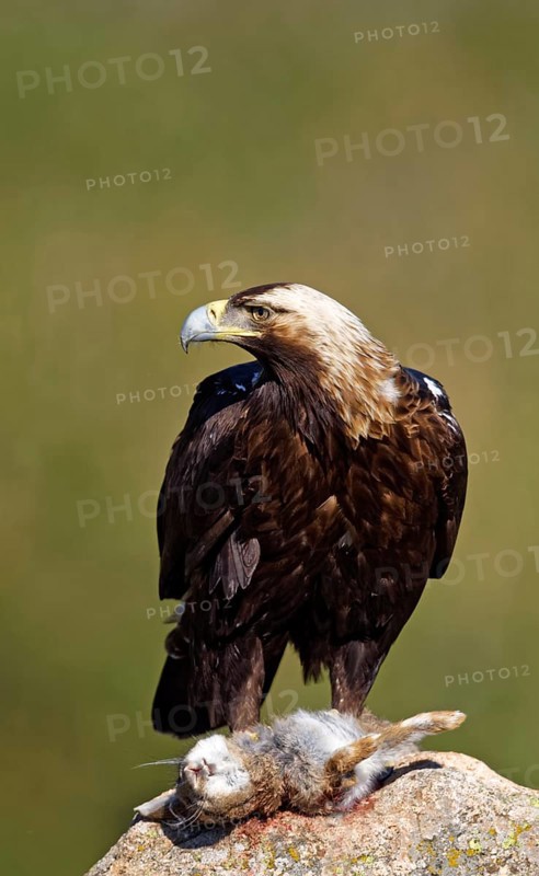 Spanish imperial eagle (Aquila adalberti) with captured hare on a rock