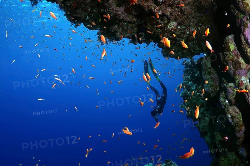 Freediver dives near a coral reef
