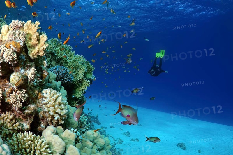 Freediver diving at coral reef