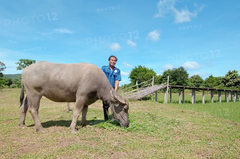 Thai farmer feeding grass to a Water BuffaloÂ orÂ domestic Asian Water BuffaloÂ