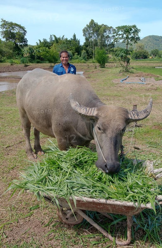 Thai farmer feeding grass to a Water BuffaloÂ orÂ domestic Asian Water BuffaloÂ