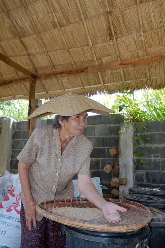 An elderly Thai woman cleans grain rice