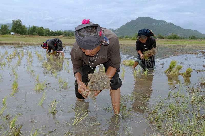 Tai Dam peasants planting rice seedlings