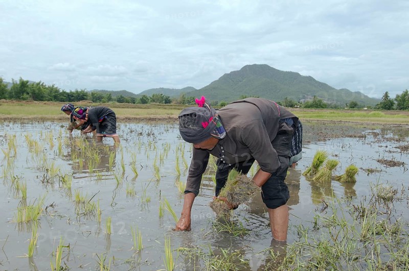 Tai Dam peasants planting rice seedlings