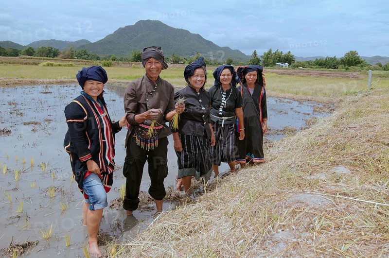 Tai Dam peasants planting rice seedlings
