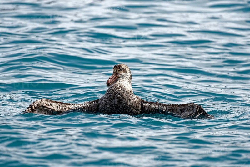 Southern giant petrel