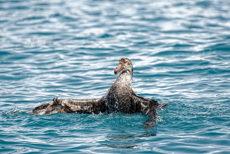 Southern giant petrel