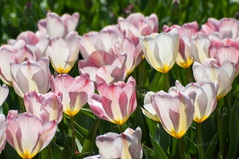 Tulips