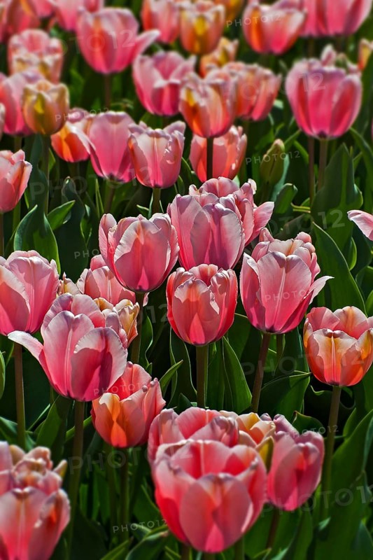 Tulips