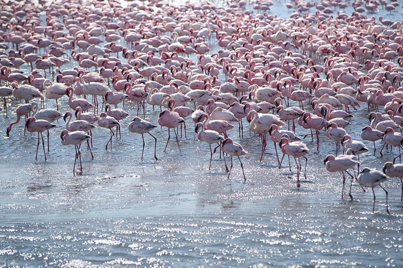 Lesser flamingos