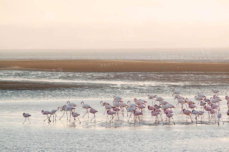 Greater flamingos