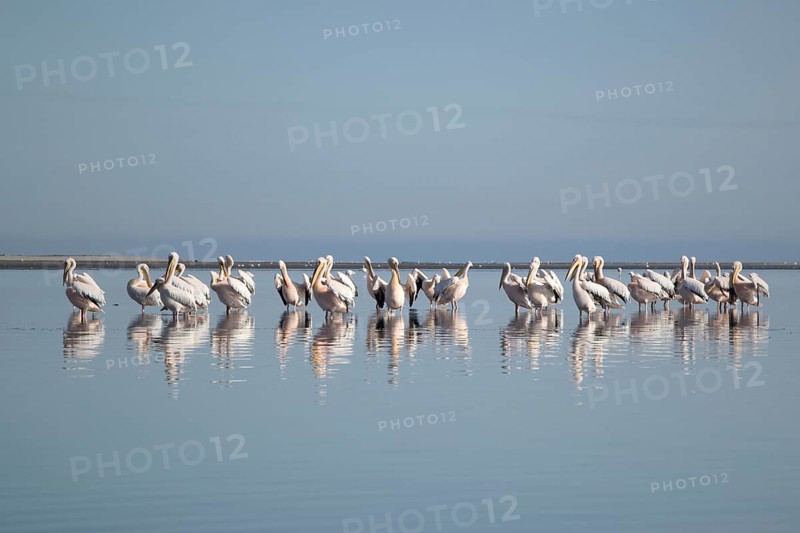 Great white pelicans