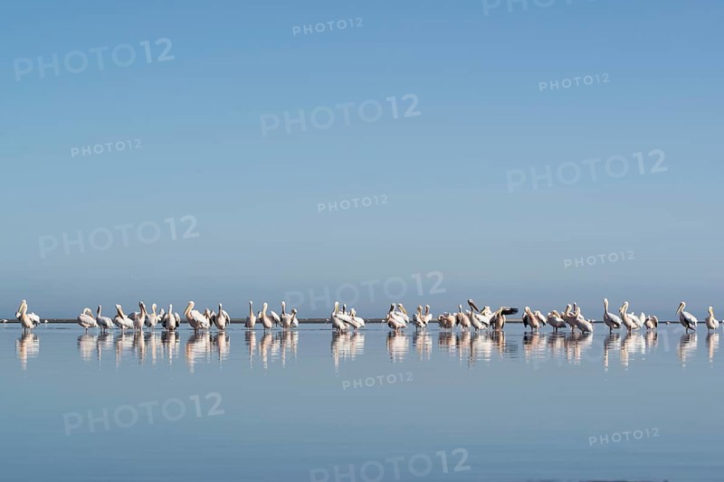 Great white pelicans