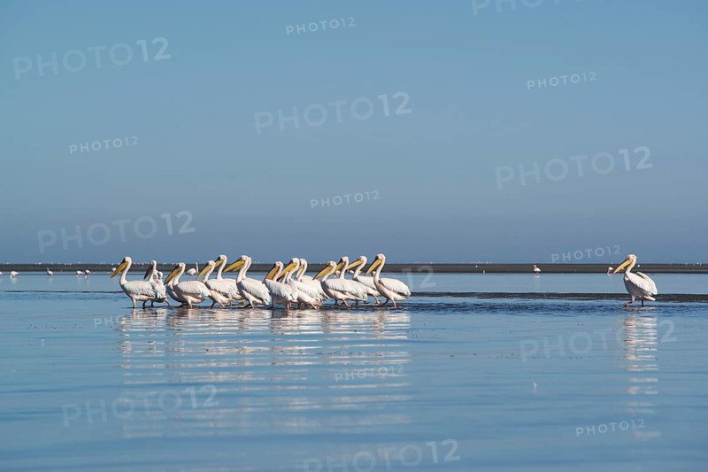Great white pelicans