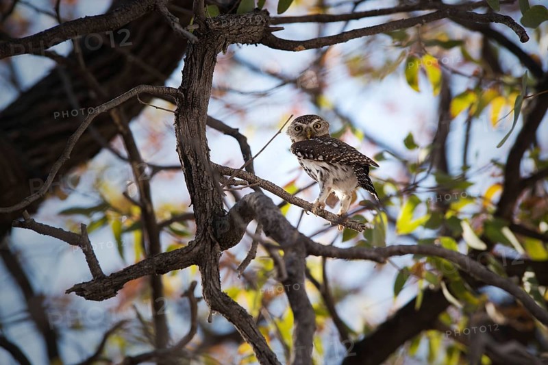 African barred owlet