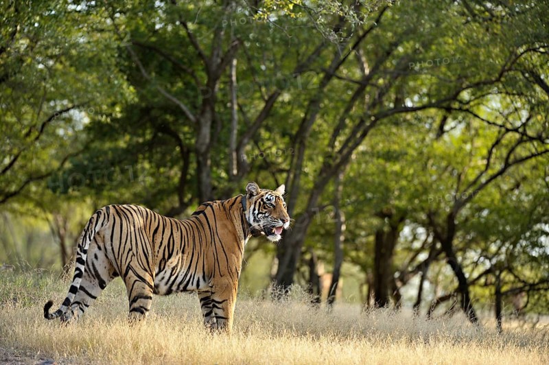 Radio collared Indian or Bengal Tiger