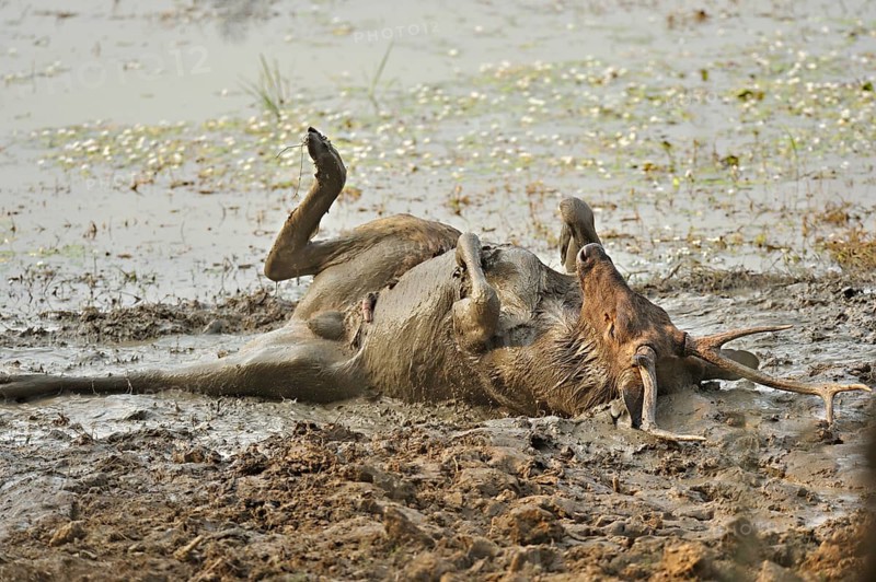Male Sambar Deer