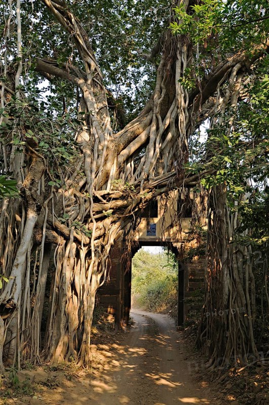 Forest track leading through an ancient gate with Banyan tree