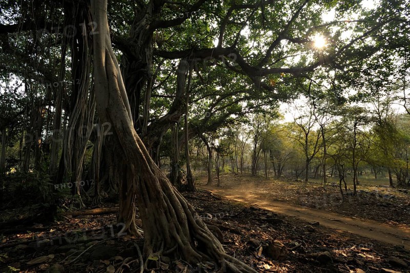 Banyan tree