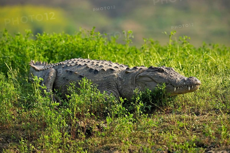 Mugger Crocodile or Indian Marsh Crocodile