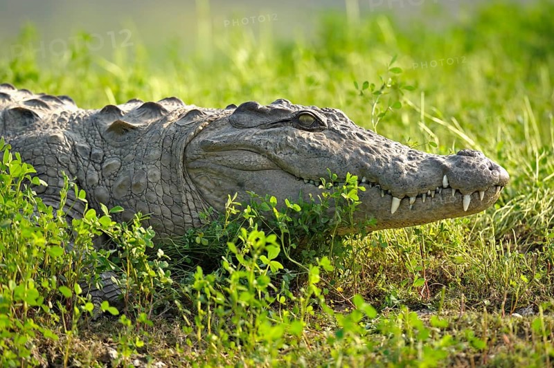 Mugger Crocodile or Indian Marsh Crocodile