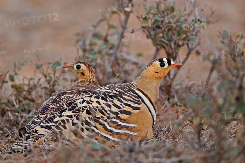 Painted Sandgrouses