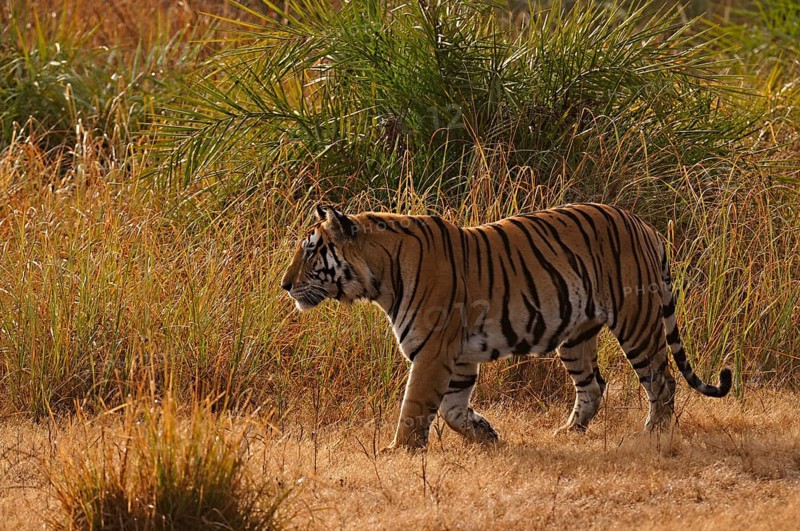 Bengal or Indian tiger