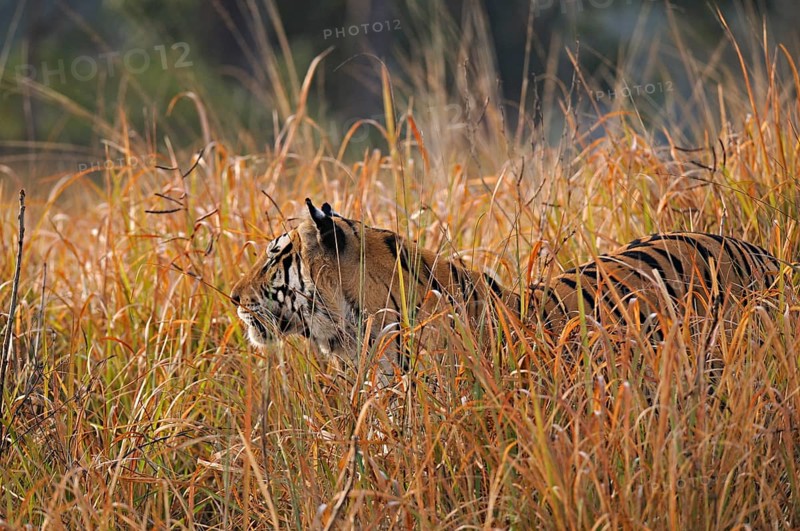 Bengal or Indian tiger