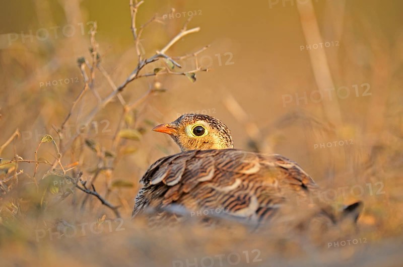Painted Sandgrouse