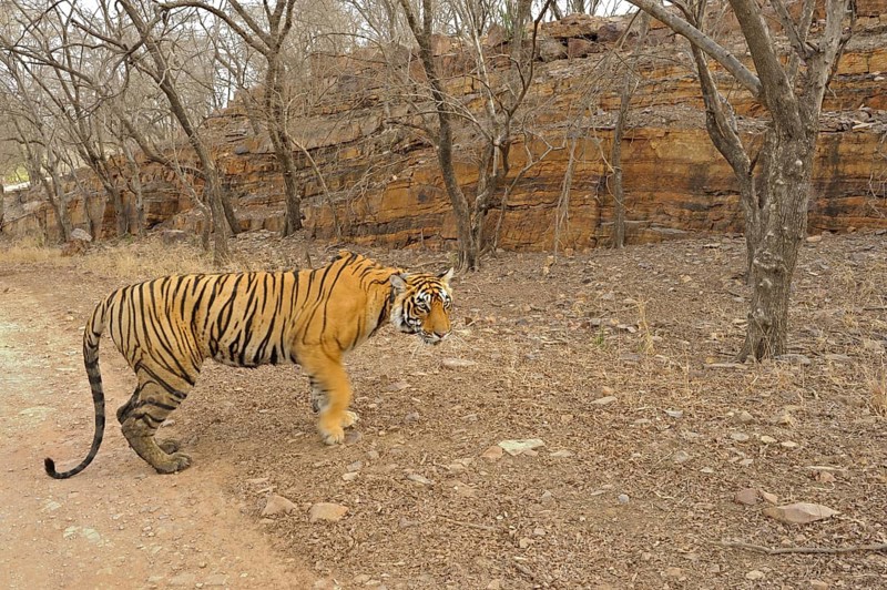 Radio collared Indian or Bengal tigress