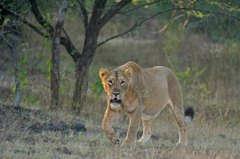 Asiatic lioness