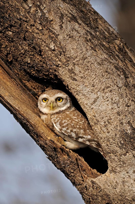 Spotted Owlet