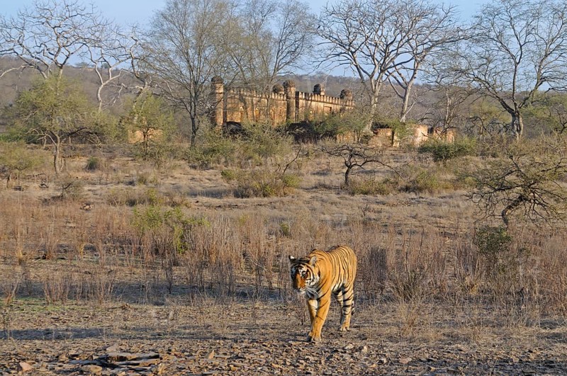 Indian or Bengal Tiger