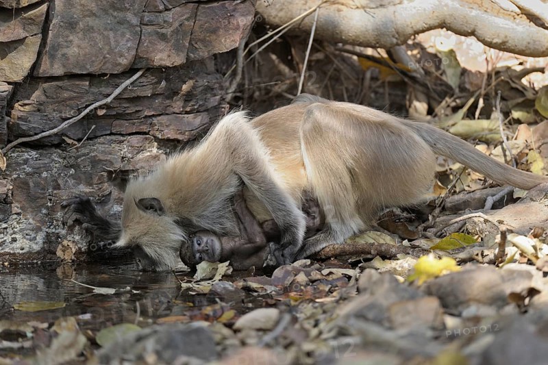 Gray or Hanuman Langur