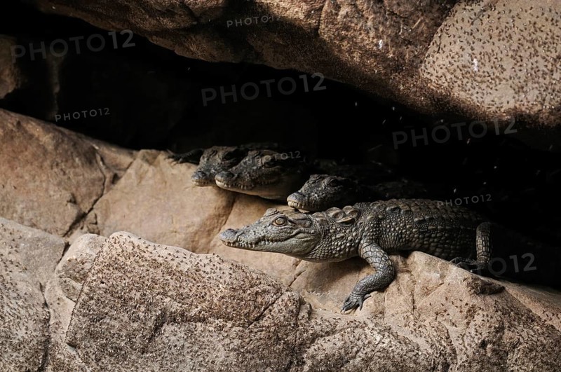 Two small Mugger Crocodiles or Indian Marsh Crocodiles