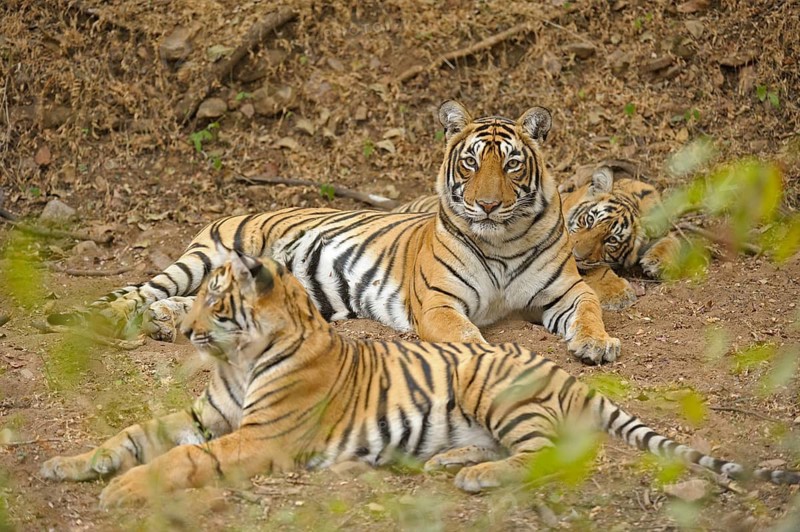 Bengal or Indian tigers