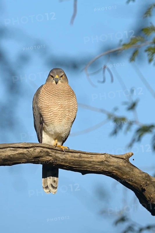 Shikra