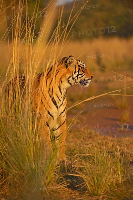 Bengal or Indian tiger